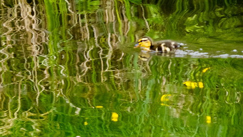 Duckling, Wetland Pool