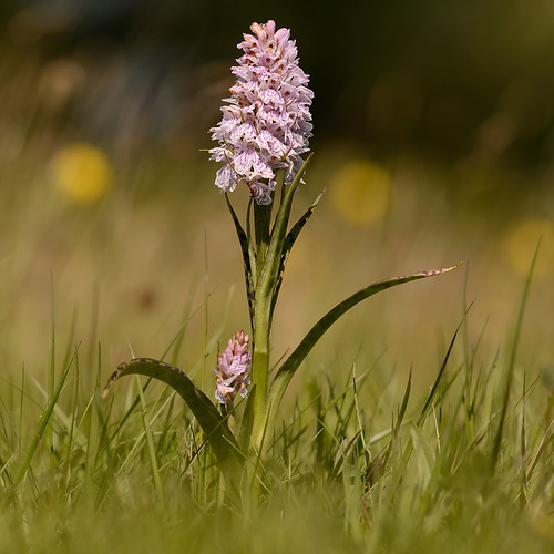 Heath Spotted Orchid | by Severnrover