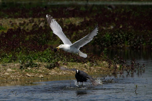 IMGP2351  Common Gull taking a coot chick, Rye Meads, May 2015