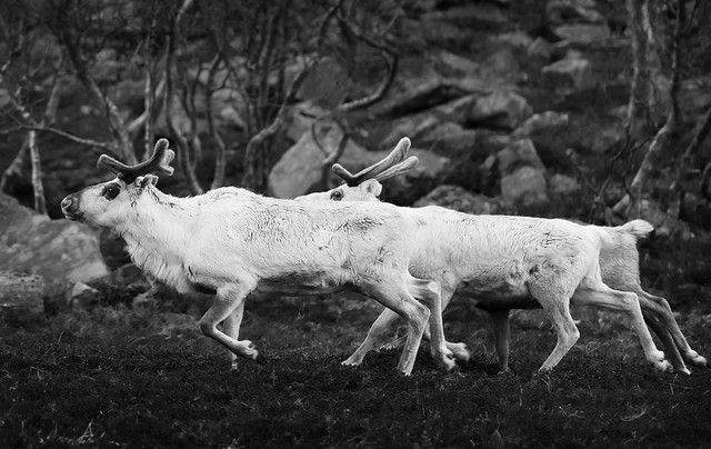 Reindeer in Skarvbergvika.