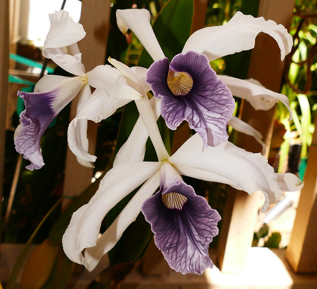 Cattleya purpurata var. werkhauseri #2 species orchid, 1st bloom  6-16*