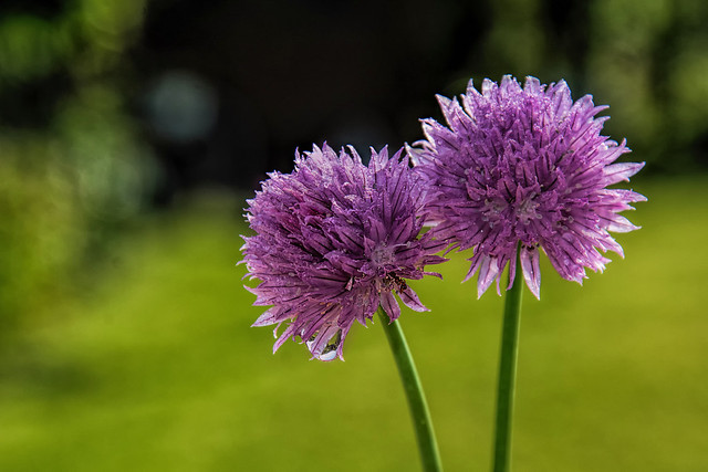 Chive flowers after a rain at night in the morning