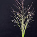 Flickr photo 'J20160716-0005—Muhlenbergia asperifolia' by: John Rusk.