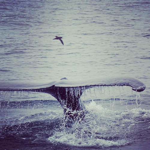 #whalewatching #boston | by bjoernwittenberg