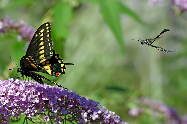 Black Swallowtail Butterfly with Common Thread-Waisted Wasp