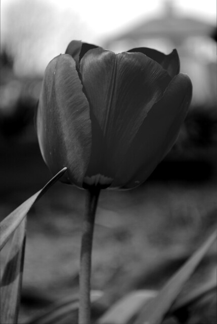 Mono Tulip