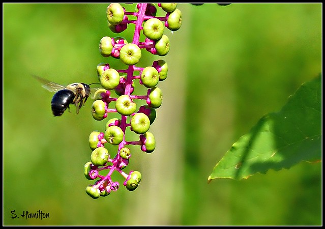 Pokeweed (and a bee)