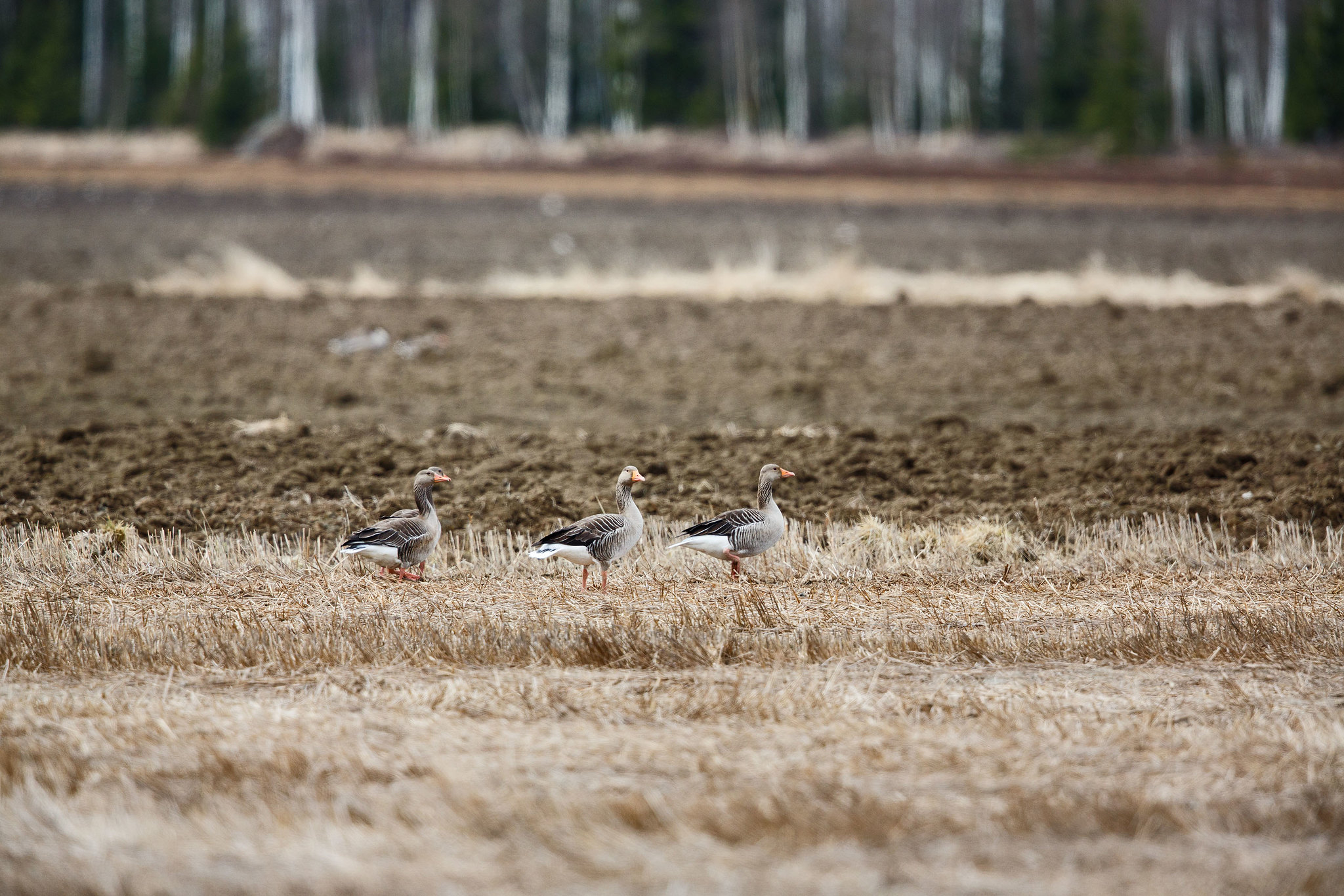 Greylag Goose - Birds in Arctic summer, Sweden