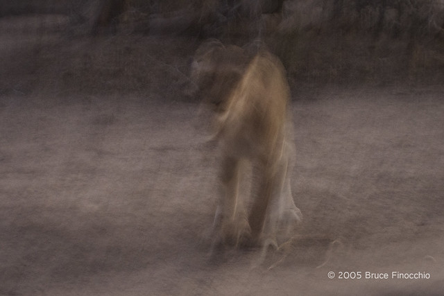 Ghost Lioness