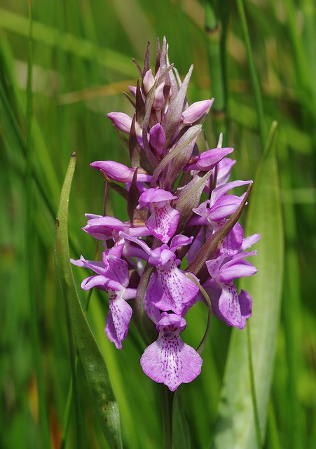 Southern Marsh X Heath Spotted Orchid - Dactylorhiza X hallii