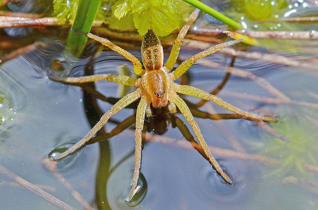 Sixspotted Fishing Spider - Jagdspinne