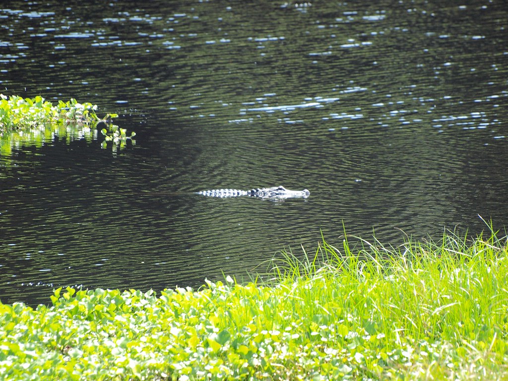 Alligator at Paynes Prairie Preserve State Park in Florida