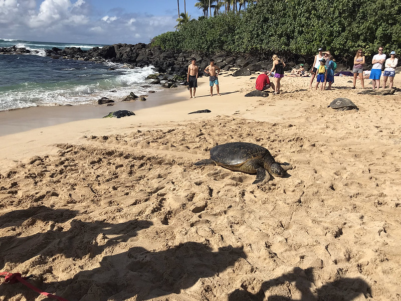 Laniakea Beach