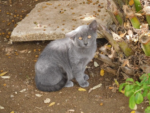 897113-Grey  cat of Anthoupoli