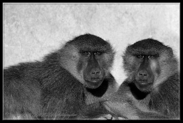 babouins / baboon
