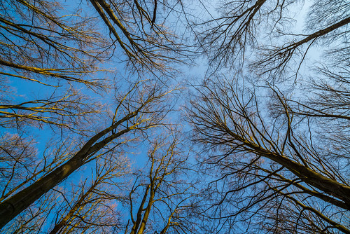 trees forest view ultra wide angle blue sky nature thuringia
