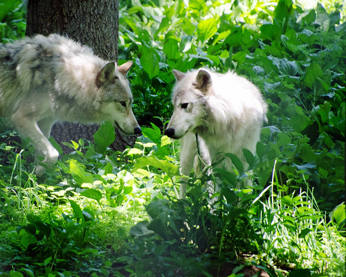Timber Wolves | by Mark...L