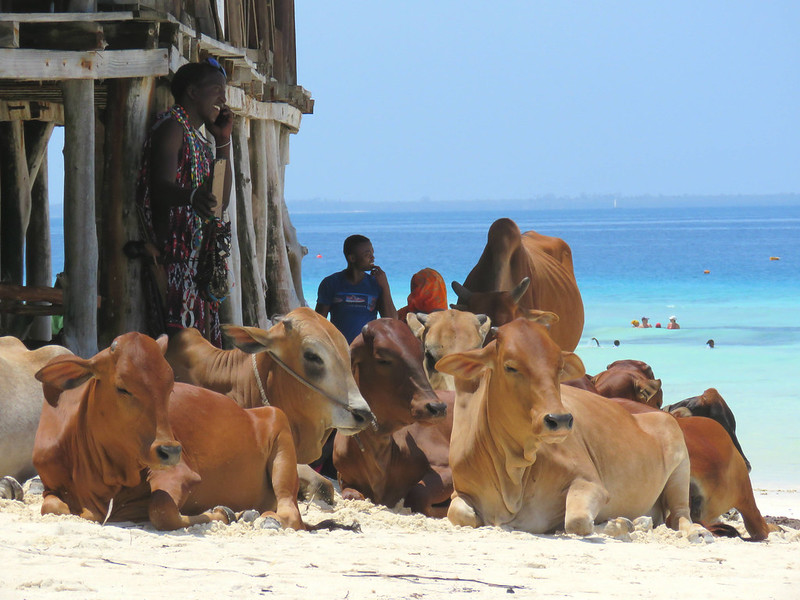 Zanzibar vacas playa 2