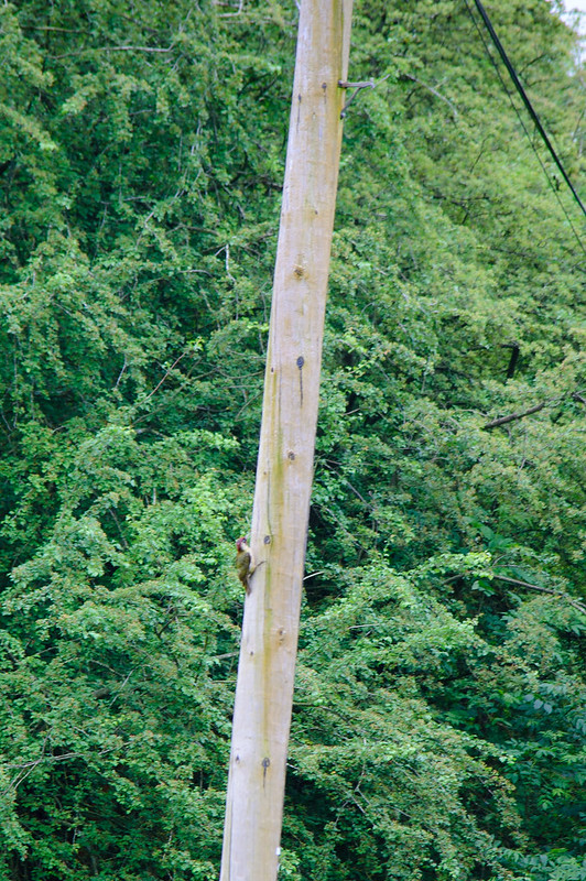 Green woodpecker on telegraph pole