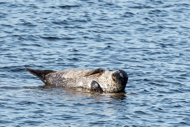 Seal in the bay