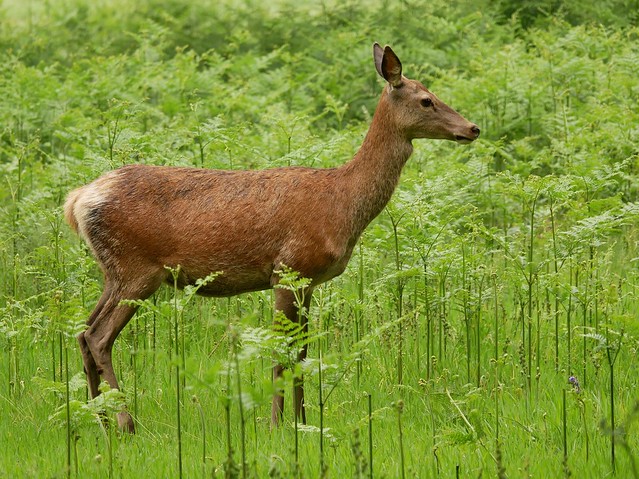 Red deer