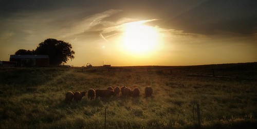 sunset country cattle field dusk evening clouds sun fencefriday fence glow farm hff rural grazing herd cows beef grass snapseed shadow