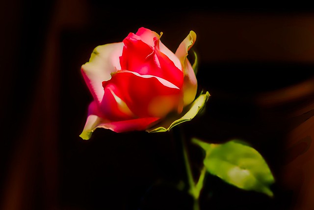 Red Rose-2