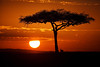 Image: Sunrise on the Mara