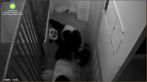 I don't think Bei was prepared for this play session. Attribution: Smithsonian's National Zoo | by helenwoo555