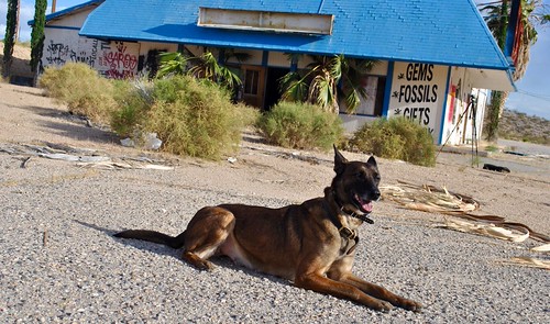 Protection K9 Training | by AverageFrog