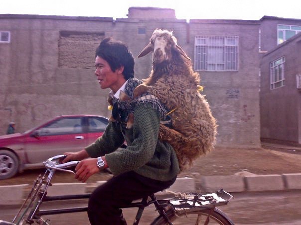 Funny afghan boy | haidarikazim511 | Flickr