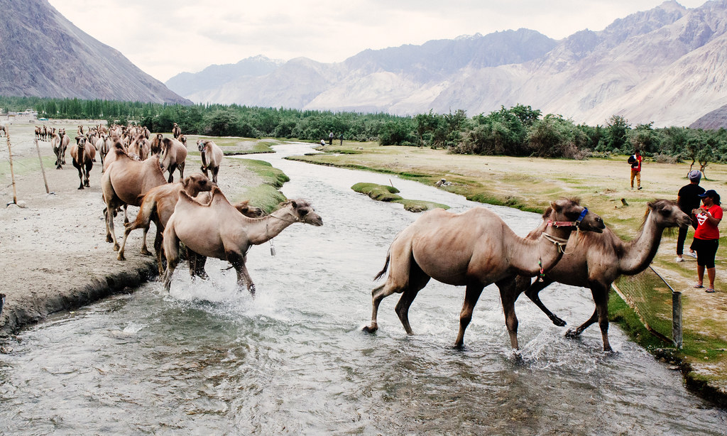 Nubra Valley