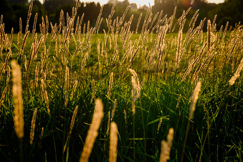 fujixe2 portwilliams novascotia canada 2016 summer field grass backlight backlit