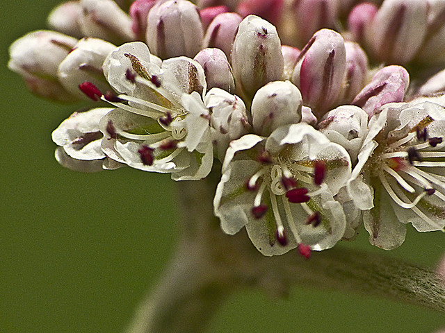 Eriogonum latifolium_Coast Buckwheat_1429