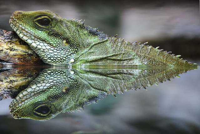 Chinese Water Dragon - Physignathus cocincinus