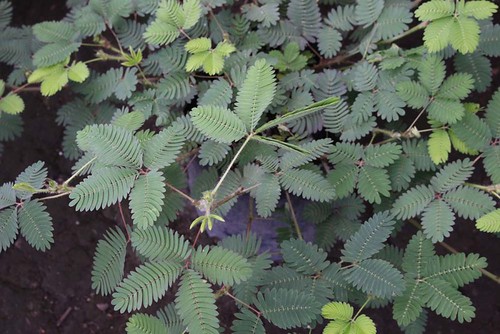 Touch sensitive plant, Mimosa pudica. Also called sensitive plant, sleepy plant, Dormilones or shy plant | by Shandchem