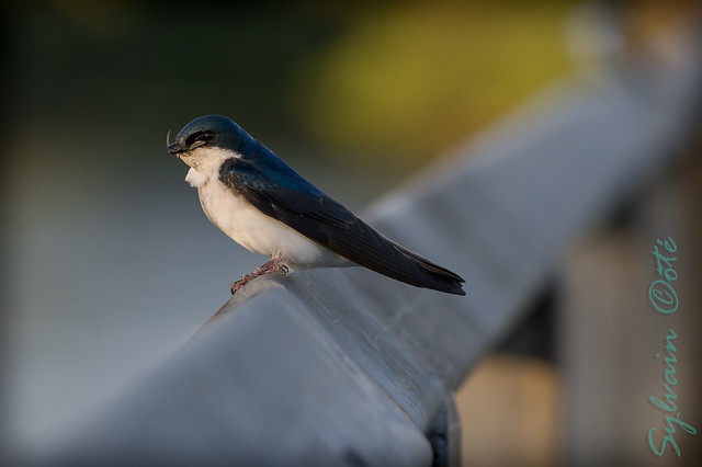 Hirondelle bicolore / Tree Swallow [Tachycineta bicolor]
