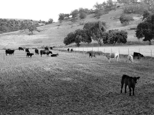 california usa cows pomona canonpowershots100