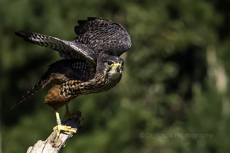 NZ Falcon