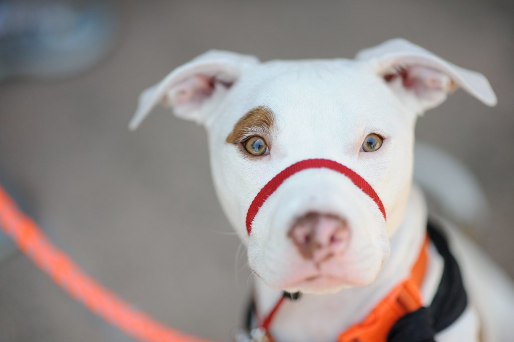 Sullivan, adoptable 7-month old male Hound & Pit Bull Terrier mix dog at Petfood Express San Jose, CA event 2015-06-06