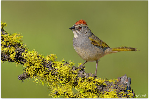 Green-tailed Towhee | by BN Singh