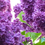 Flieder lila aus dem Garten / Lilacs