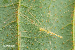 Daddy-long-legs spider (Calapnita saluang or Nipisa phyllicola) - DSC_7502