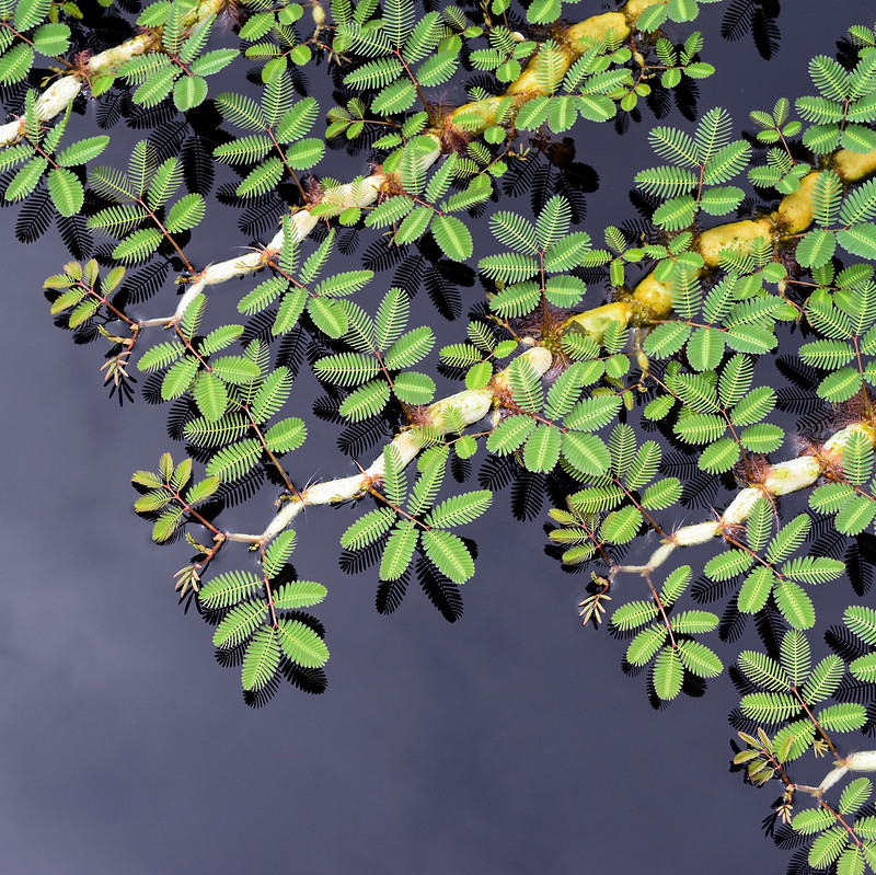 Neptunia oleracea (Water Mimosa)
