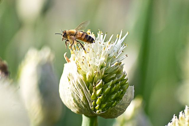 Honeybee's Take Off from Leek Flora(파꽃에서 이륙중인 꿀벌)