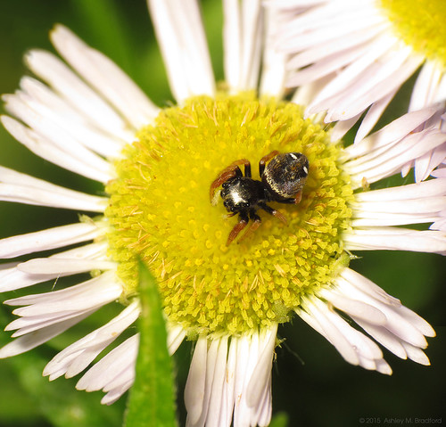 A Pretty Flower by zxgirl, ... with bonus spider.

Aww, c'mon, it's not so bad - it's a cute tiny jumping spider! Not a big sca
