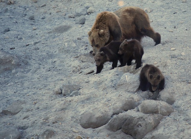 Bear Sow with Triplet Cubs Lake Kurilskoye Kamchatka Russia Far East Russia