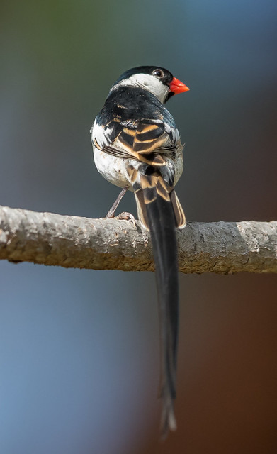 Pin-tailed Whydah - male (X67_1159-1)