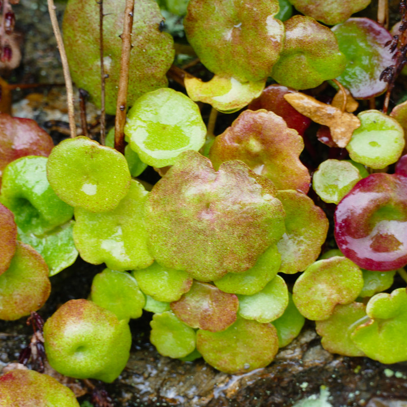 Rain-soaked pennywort