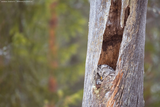 Ural owl at nest
